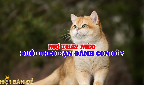 Mơ thấy mèo đuổi theo bạn