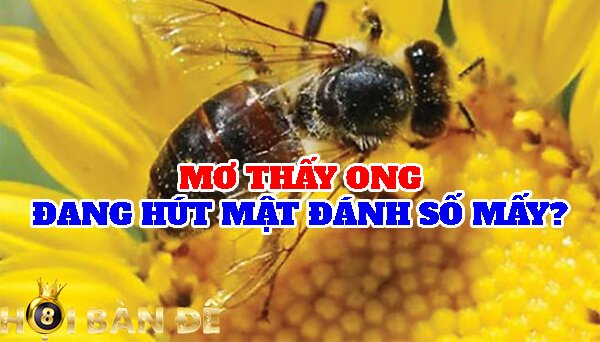 Mơ thấy ong đang hút mật