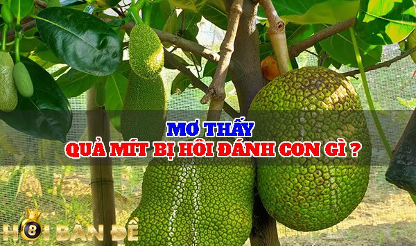 Mơ thấy quả mít điềm gì? - Đánh đề con gì chắc trúng?