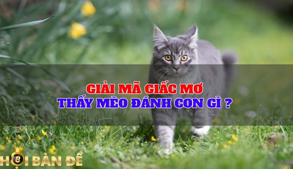 Giải mã giấc mơ thấy mèo đánh con gì ?