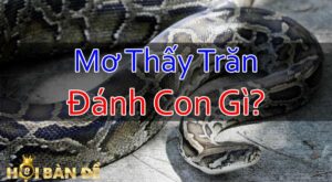 nam-mo-thay-tran-danh-con-gi-mo-thay-tran-khong-lo