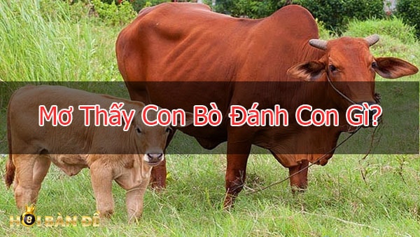 Mơ Thấy Bò Đánh Số Gì? Ý Nghĩa Giấc Mơ Thấy Con Bò