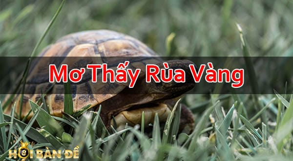 Nam-Mo-Thay-Rua-Mo-Thay-Rua-Vang-Danh-Con-Gi-Trung-Lon