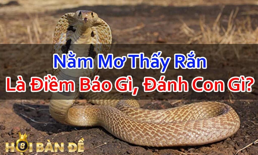 Nam-Mo-Thay-Ran-Mo-Thay-Ran-Can-Danh-Con-Gi