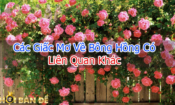 cac-giac-mo-ve-bong-hong-co-lien-quan-khac