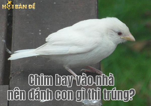 Chim Bay Vào Nhà là Điềm Gì? Đánh Số Mấy?