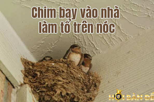 Chim Bay Vào Nhà là Điềm Gì? Đánh Số Mấy?