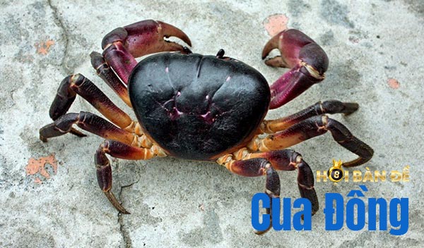 Mơ Thấy Cua Đánh Con Gì? Điềm Báo Kỳ Bí Nhất