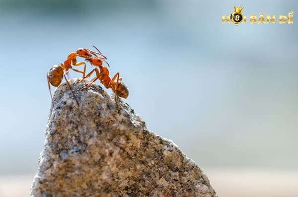 Mơ Thấy Kiến Dự Báo Điều Gì Sắp Đến? Đánh Số Mấy?