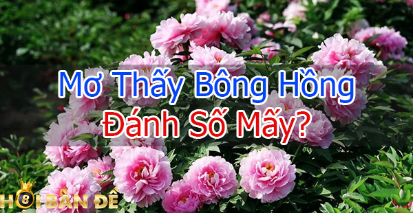 mo-thay-bong-hong-danh-so-may