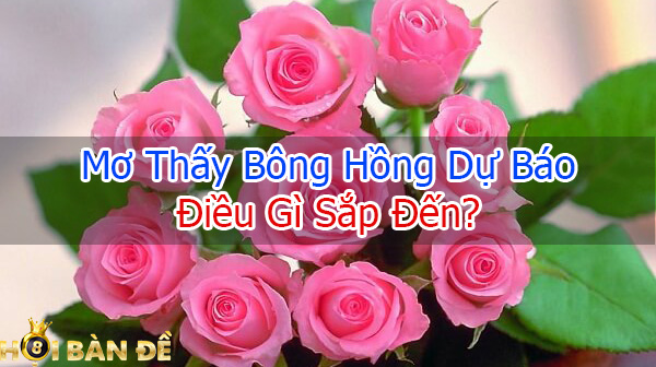 Mơ Thấy Hoa Hồng Đánh Con Gì? Ý Nghĩa Bông Hồng là Gì?