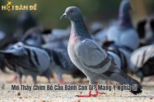 Mơ Thấy Chim Bồ Câu Đánh Con Gì? Mang Ý Nghĩa Gì