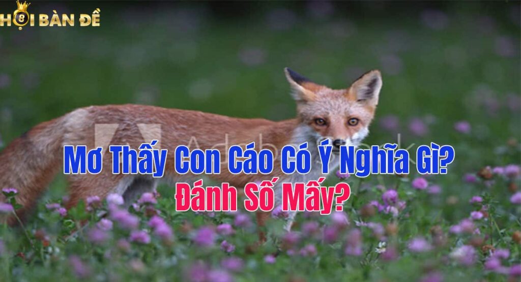 Mơ Thấy Con Cáo Có Ý Nghĩa Gì? Đánh Số Mấy?