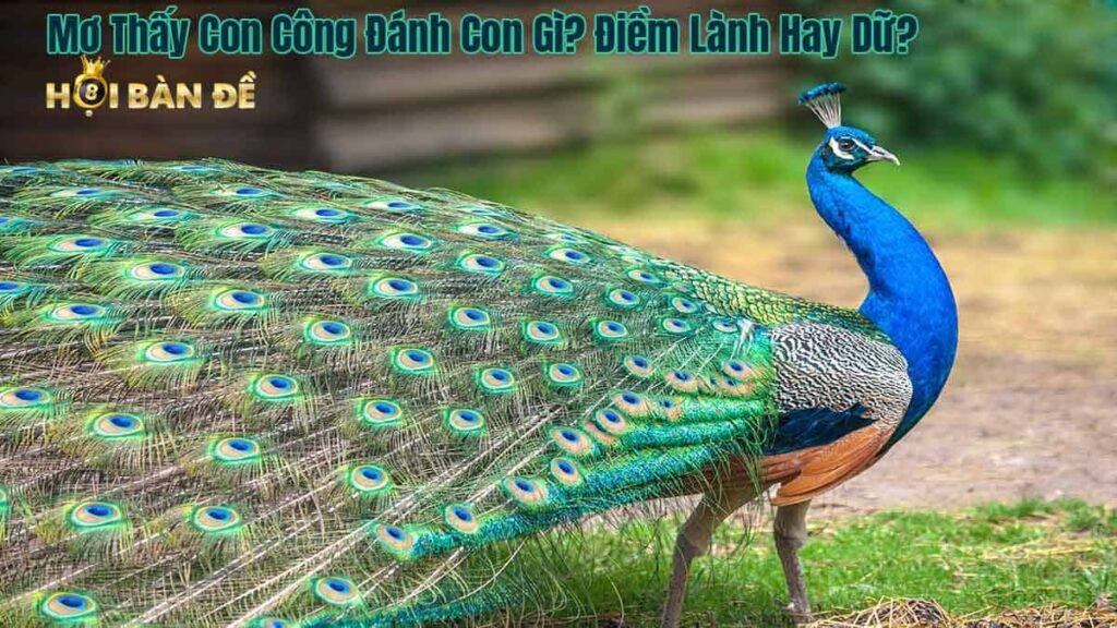 Mơ Thấy Con Công Đánh Con Gì? Điềm Lành Hay Dữ?