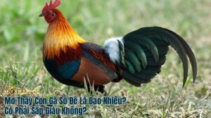 Mơ Thấy Con Gà Đánh Số Gì? Có Phải Sắp Giàu Không?