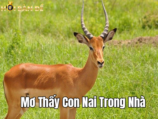 Mơ Thấy Con Nai Đánh Con Gì? Ý Nghĩa Giấc Mơ Thấy Nai