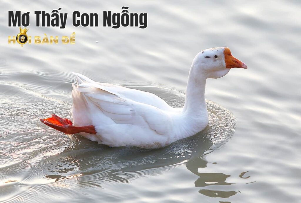 Mơ Thấy Con Ngỗng Đánh đề Con Gì? Những Điều Cần Tránh