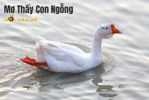 Mơ Thấy Con Ngỗng Đánh đề Con Gì? Những Điều Cần Tránh