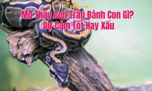 Mơ Thấy Con Trăn Đánh Con Gì? Dự Cảm Tốt Hay Xấu