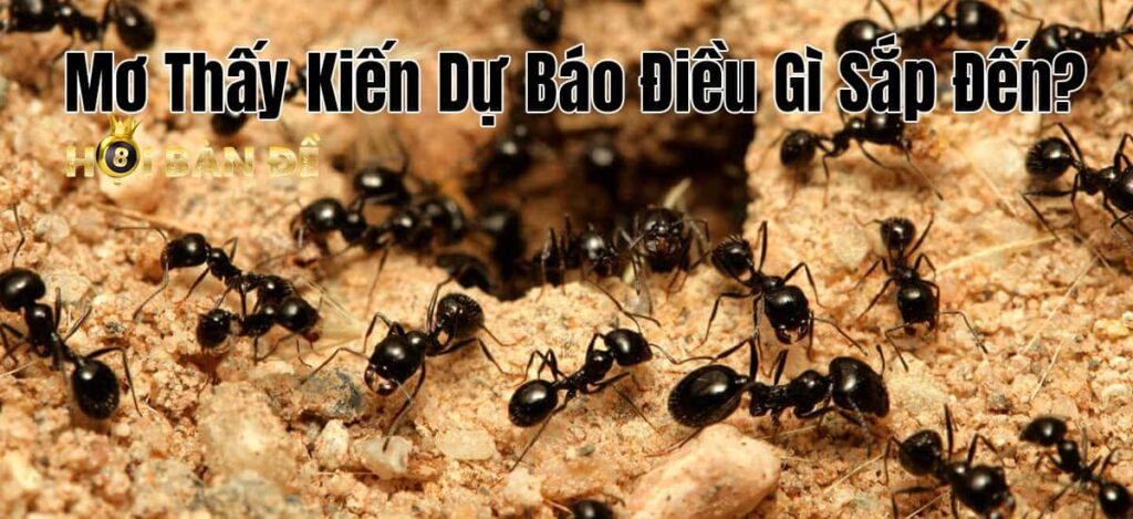 Mơ Thấy Kiến Dự Báo Điều Gì Sắp Đến? Đánh Số Mấy?