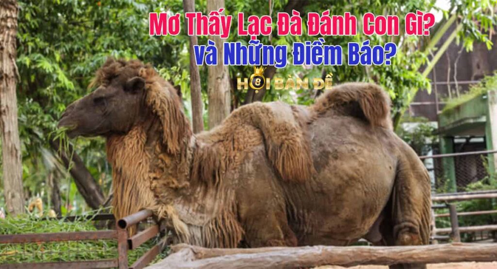 Mơ Thấy Lạc Đà Đánh Con Gì? và Những Điềm Báo?