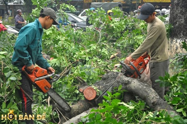 Mơ Thấy Cây Cối Đánh Con Gì? Kiêng Cử Điều Gì?