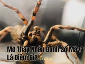 Mơ Thấy Nhện Đánh Số Mấy? Là Điềm Gì?