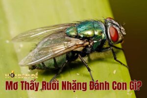 Mơ Thấy Ruồi Nhặng Đánh Con Gì? Và Những Dự Báo Linh