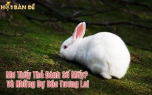 Mơ Thấy Thỏ Đánh Số Mấy? Và Những Dự Báo Tương Lai