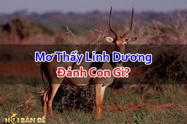 Nam-Mo-Thay-Con-Linh-Duong-Danh-Con-Gi-Trung-Lon